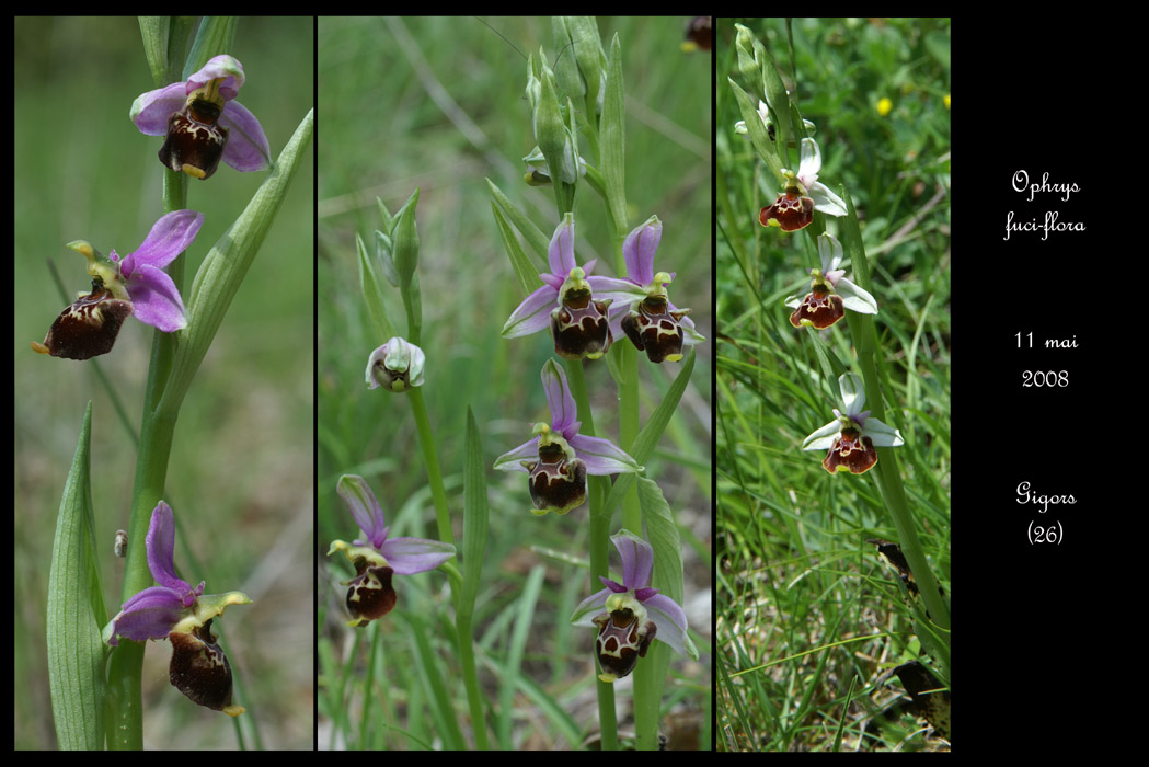 Ophrys fuci-flora