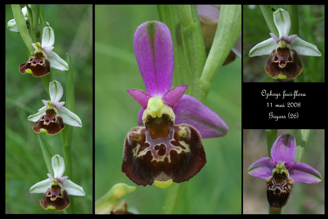 Ophrys fuci-flora2