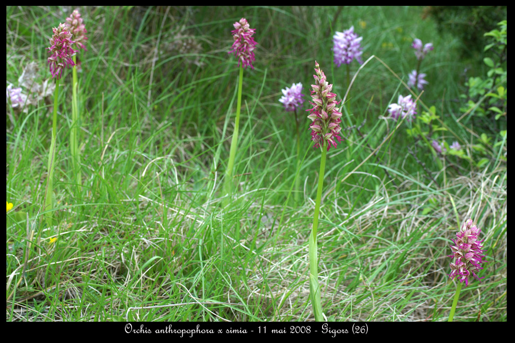 Orchis anthropophora x simia