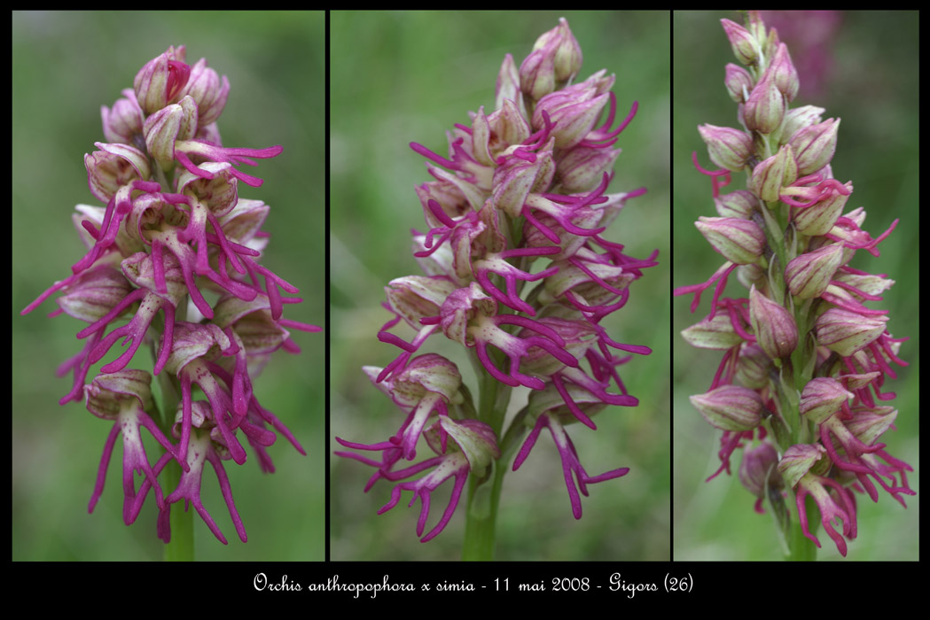 Orchis anthropophora x simia4