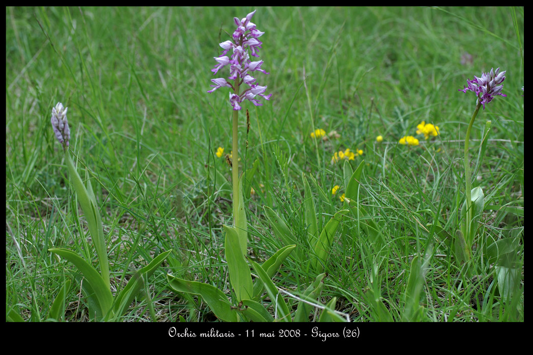 Orchis militaris2