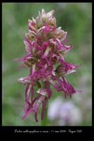 Orchis anthropophora x simia5