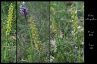 Orchis anthropophora2