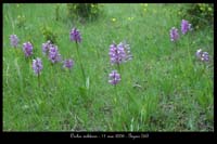 Orchis militaris