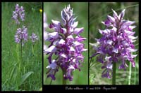 Orchis militaris3