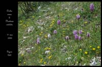 Orchis simia & Neotinea ustulata