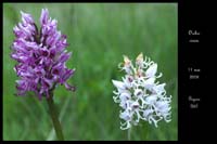 Orchis simia2