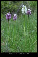 Orchis simia3