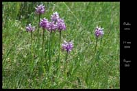 Orchis simia4