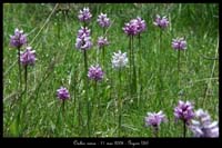 Orchis simia5