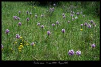 Orchis simia6