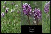 Orchis simia8