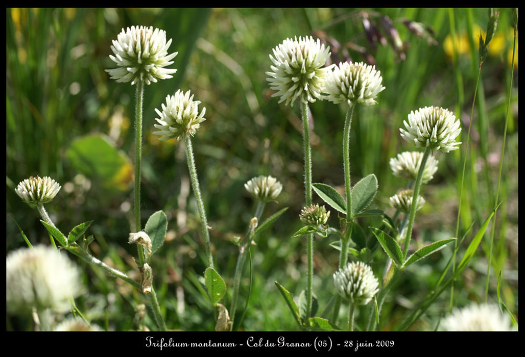 Trifolium-montanum