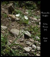 Ranunculus-kuepferi