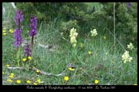 Orchis mascula & Dactylorhiza sambucina