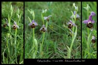 Ophrys fuci-flora