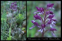 Orchis purpurea x simia2