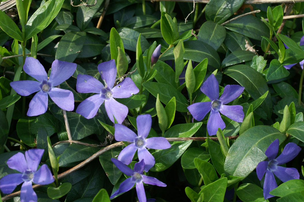 Vinca minor Bois de Lewarde 010407 (50)