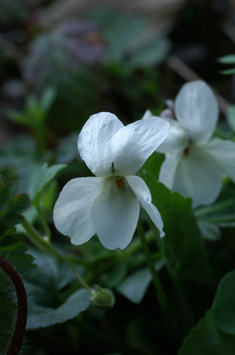 Viola odorata Bois de Lewarde 010407 (49)