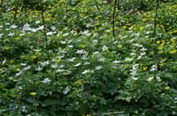 Anemone nemorosa & Ranunculus ficaria Bois de Lewarde 010407 (17)
