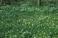 Anemone nemorosa & Ranunculus ficaria Bois de Lewarde 010407 (39)