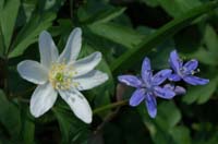 Anemone nemorosa & Scilla bifolia Bois de Lewarde 010407 (41)