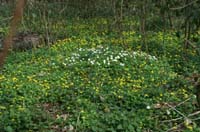 Ranunculus ficaria & Anemone nemorosa Bois de Lewarde 010407 (6)