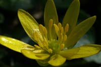 Ranunculus ficaria Bois de Lewarde 010407 (30)