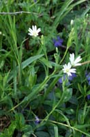 Stellaria graminea Bois de Lewarde 010407 (58)