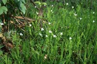 Stellaria graminea Bois de Lewarde 010407 (59)