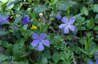 Vinca minor Bois de Lewarde 010407 (18)