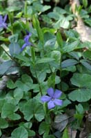 Vinca minor Bois de Lewarde 010407 (19)