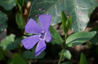 Vinca minor Bois de Lewarde 010407 (20)