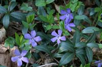 Vinca minor Bois de Lewarde 010407 (46)