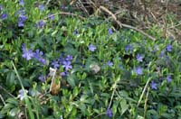 Vinca minor Bois de Lewarde 010407 (48)