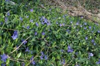 Vinca minor Bois de Lewarde 010407 (49)