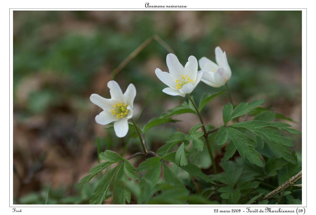 Anemone nemorosa6