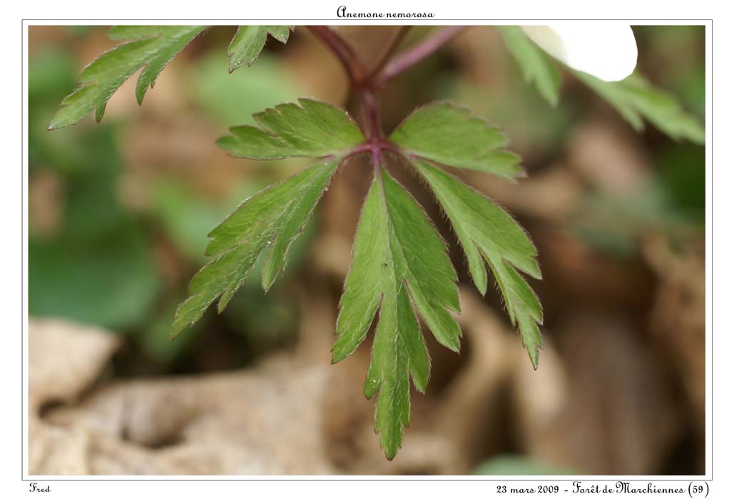 Anemone nemorosa9