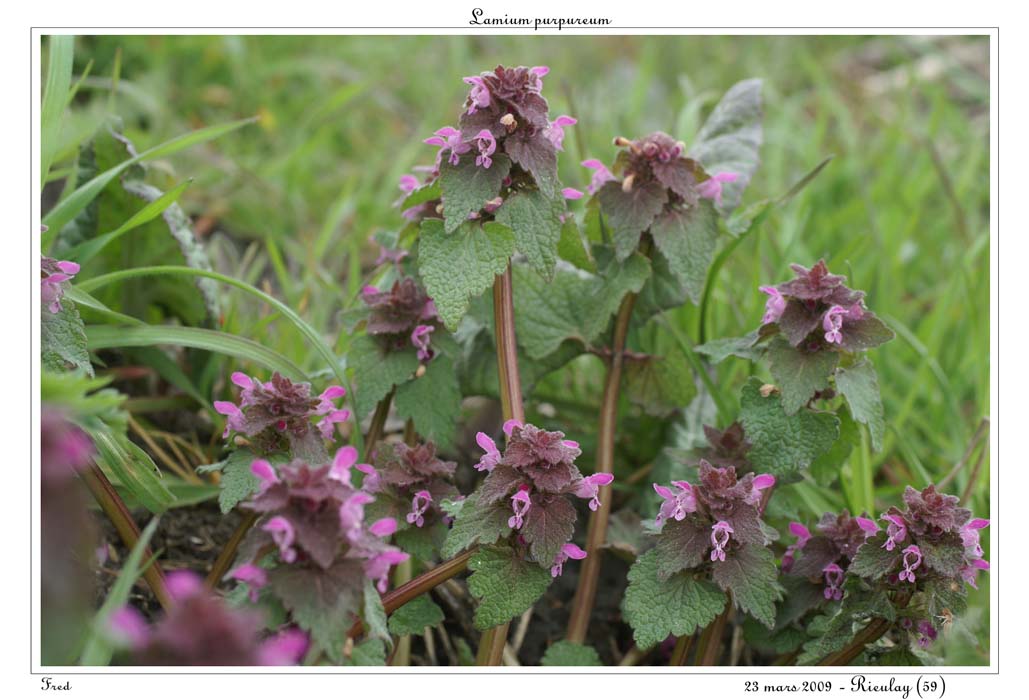 Lamium purpureum