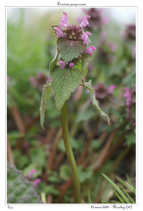 Lamium purpureum3