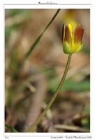 Ranunculus ficaria5