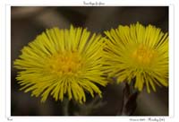 Tussilago farfara2