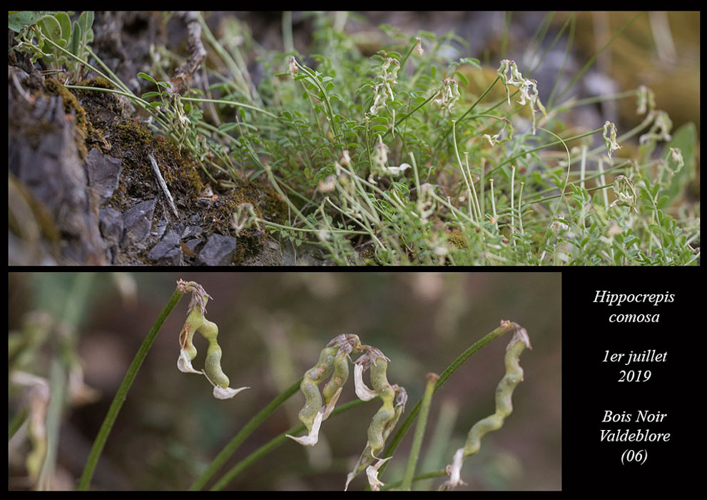 Hippocrepis-comosa4