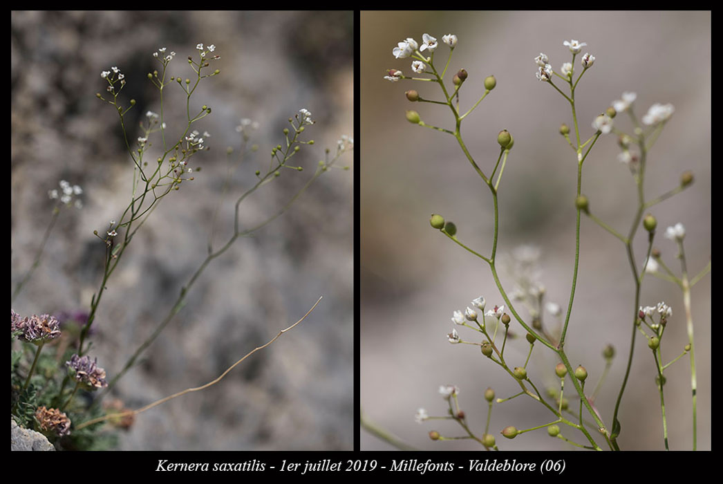 Kernera-saxatilis