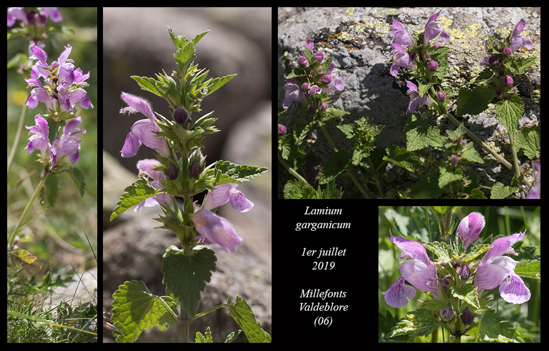 Lamium-garganicum