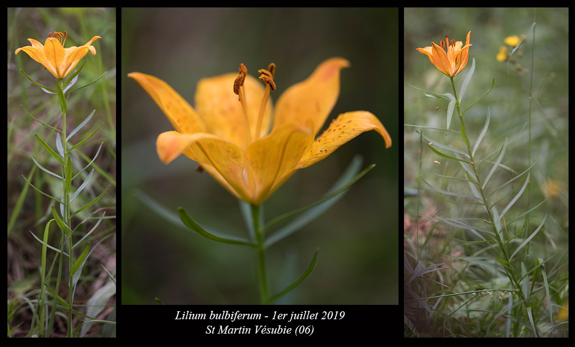 Lilium-bulbiferum5