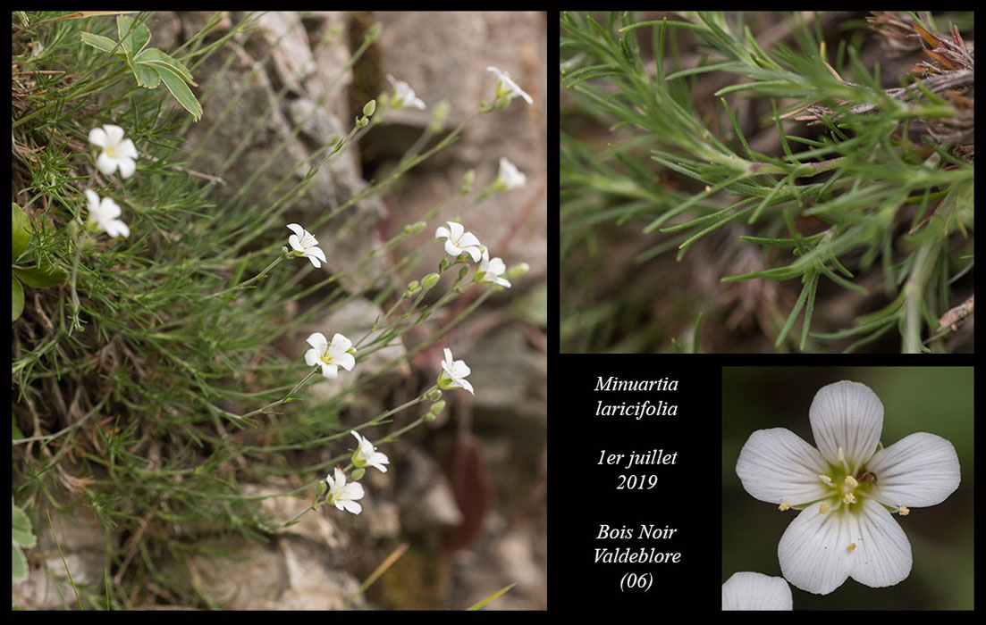 Minuartia-laricifolia3