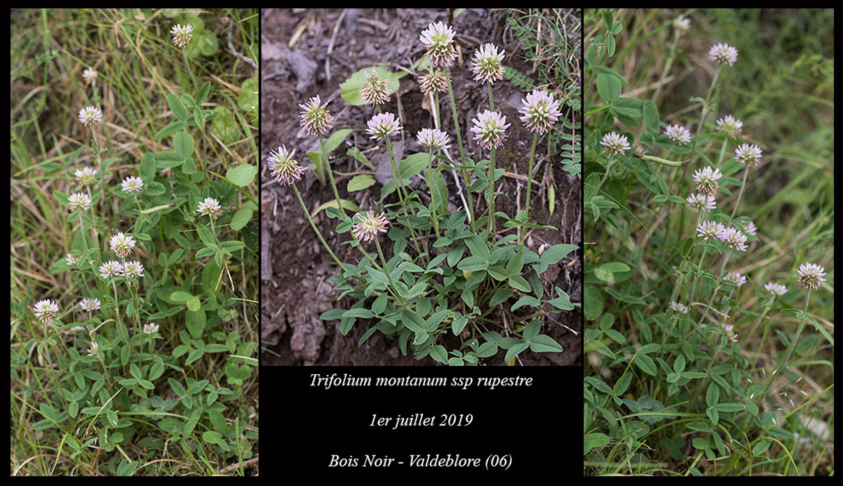 Trifolium-montanum-ssp-rupestre2