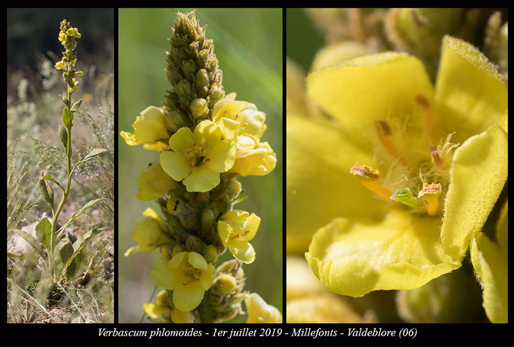 Verbascum-phlomoides