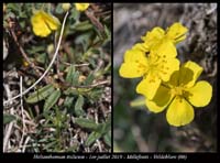 Helianthemum-italicum3